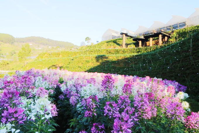 canh dong hoa nhu troi au o da lat