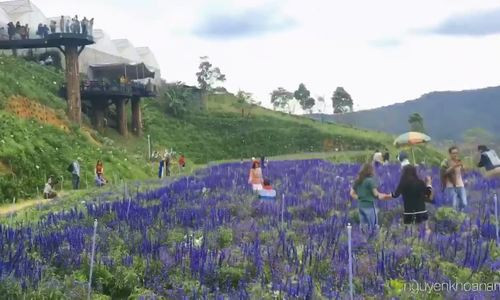 canh dong hoa nhu troi au o da lat