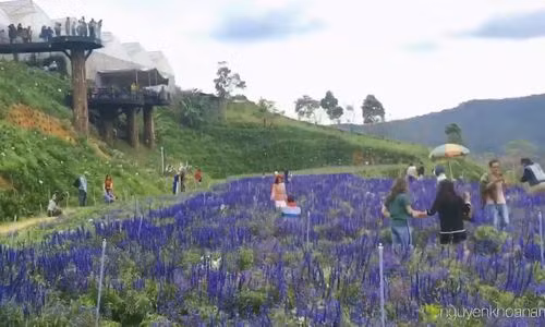 canh dong hoa nhu troi au o da lat