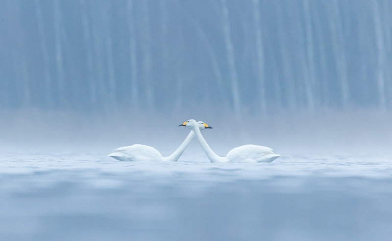 dep ngo ngang the gioi chim muong hoang da