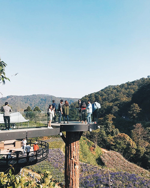 canh dong hoa nhu troi au o da lat