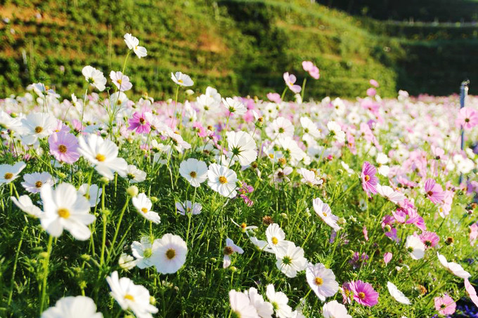 canh dong hoa nhu troi au o da lat