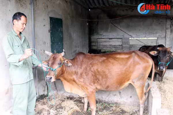 dich lo mom long mong tai phat nguy co lan rong