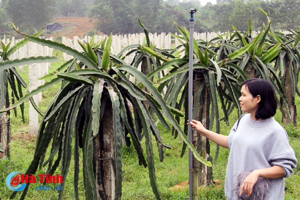 thanh long ruot do ben duyen vuon doi can loc