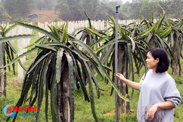thanh long ruot do ben duyen vuon doi can loc