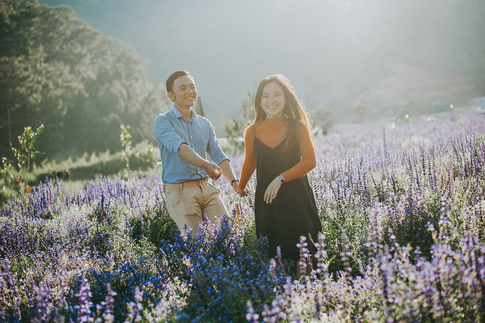 canh dong hoa nhu troi au o da lat