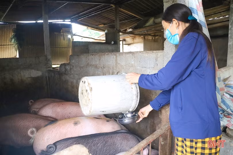 Thị trường bấp bênh, người chăn nuôi Hà Tĩnh không mặn mà tái đàn