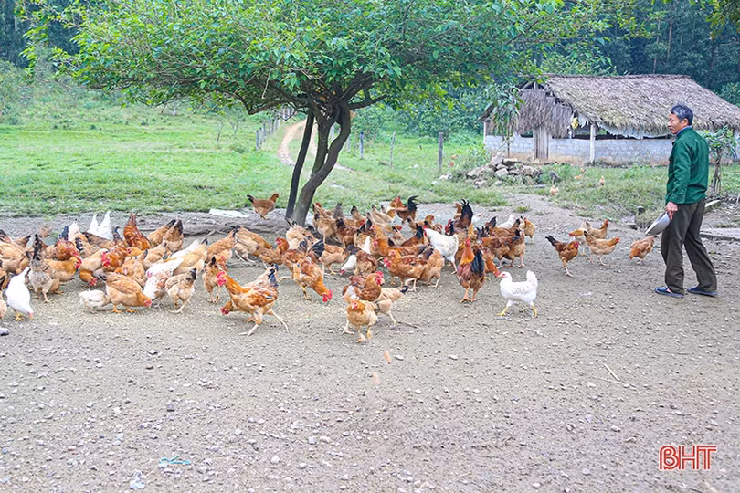 Thị trường bấp bênh, người chăn nuôi Hà Tĩnh không mặn mà tái đàn