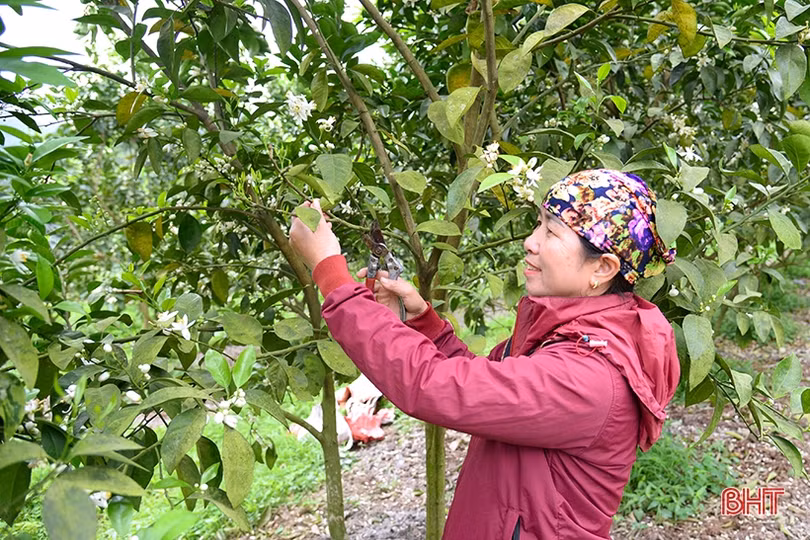 “Đổi đời” nhờ rẽ hướng trồng cam trên đất đồi Thượng Lộc