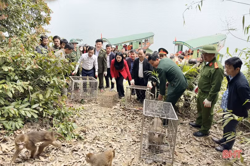 Vườn Quốc gia Vũ Quang tái thả 43 cá thể động vật hoang dã về môi trường 