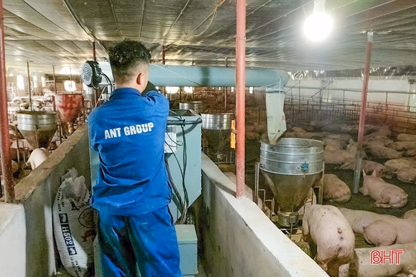 Thị trường bấp bênh, người chăn nuôi Hà Tĩnh không mặn mà tái đàn