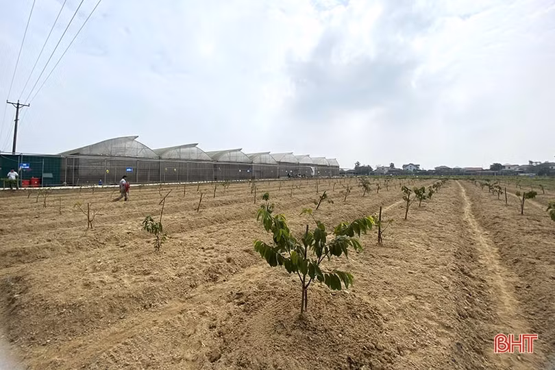 TP Hà Tĩnh tiêu chuẩn hóa sản phẩm nông nghiệp