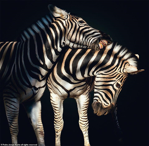 Bộ ảnh động vật tuyệt đẹp như đang tạo dáng trước ống kính