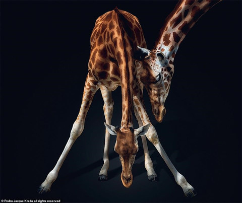 Bộ ảnh động vật tuyệt đẹp như đang tạo dáng trước ống kính