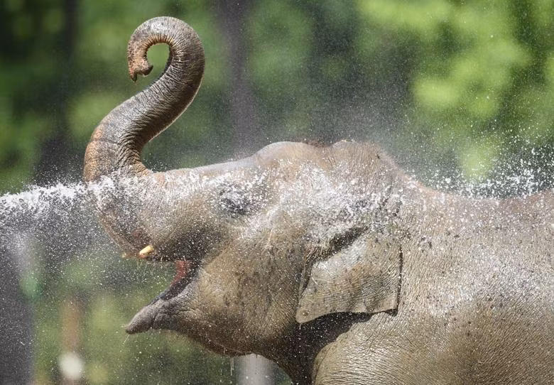 Muôn kiểu hạ nhiệt của người dân châu Âu trong đợt nắng nóng kỷ lục