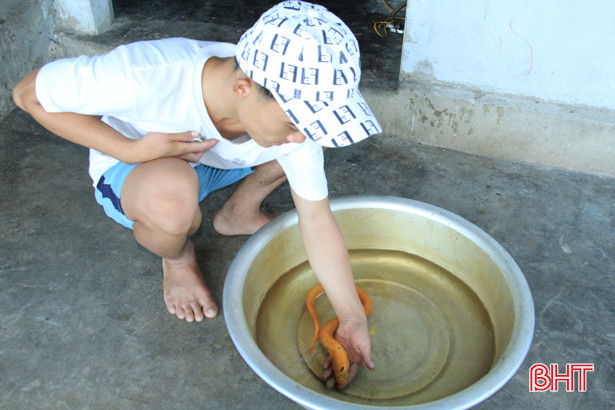 Nông dân Nghi Xuân bắt được lươn vàng, thương lái hỏi mua 10 triệu đồng