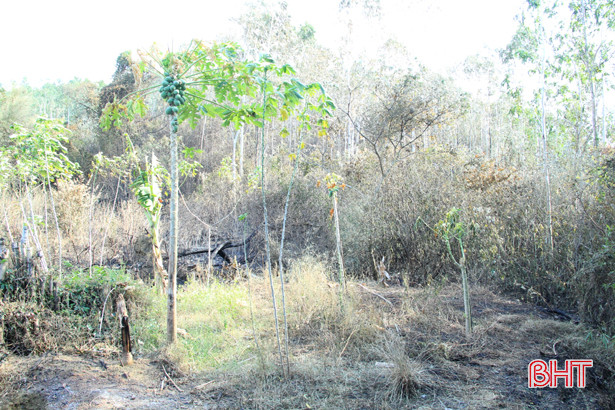 Truy tìm nguyên nhân cốt lõi gây ra vụ cháy rừng “khủng khiếp” ở Hà Tĩnh