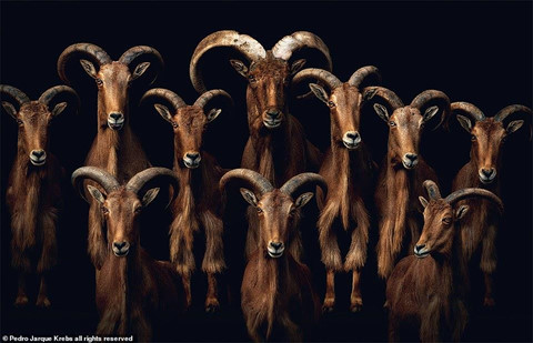 Bộ ảnh động vật tuyệt đẹp như đang tạo dáng trước ống kính