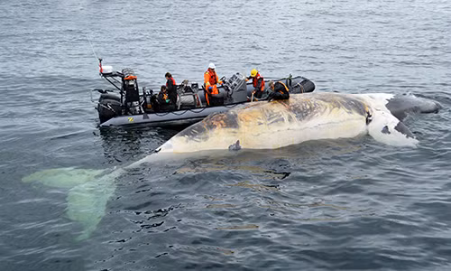 Cá voi cực kỳ nguy cấp chết nhiều bất thường ở vịnh Canada