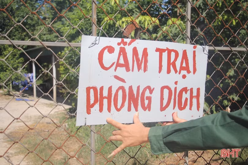 Dịch tả lợn châu Phi hoành hành: (Bài 1) Người nuôi bỗng mất “cơ nghiệp”