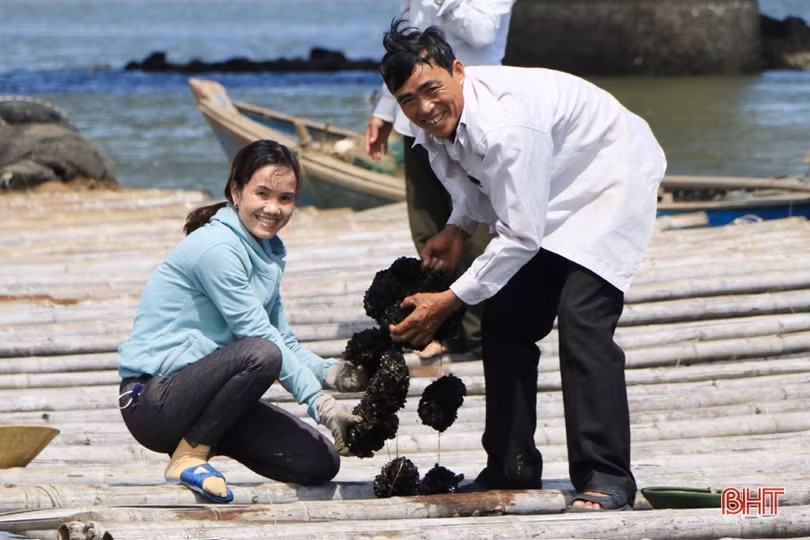 3 năm sau sự cố môi trường biển (bài 3): Ngư dân Hà Tĩnh vươn khơi trên tàu lớn, hải sản về đầy khoang