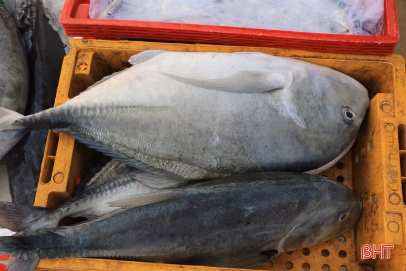 3 năm sau sự cố môi trường biển (bài 3): Ngư dân Hà Tĩnh vươn khơi trên tàu lớn, hải sản về đầy khoang