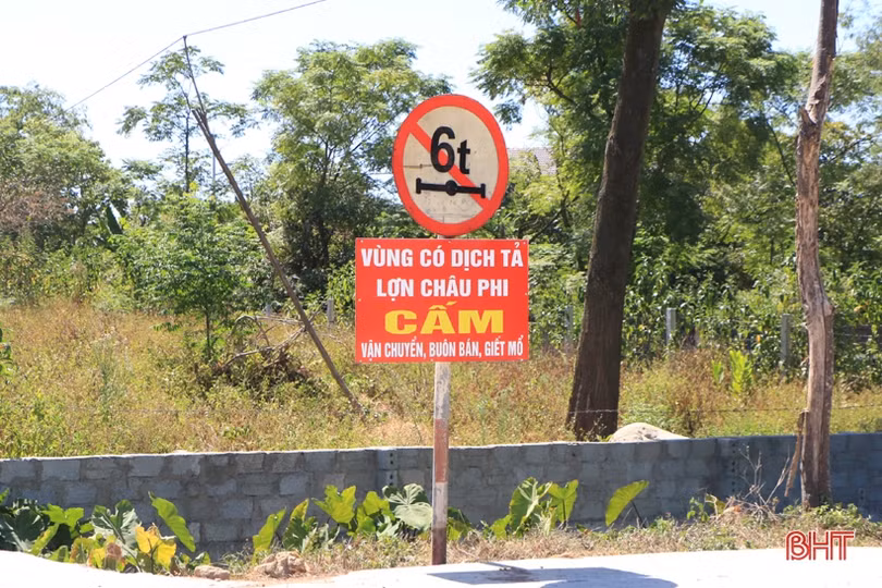 Dịch tả lợn châu Phi hoành hành: (Bài 1) Người nuôi bỗng mất “cơ nghiệp”