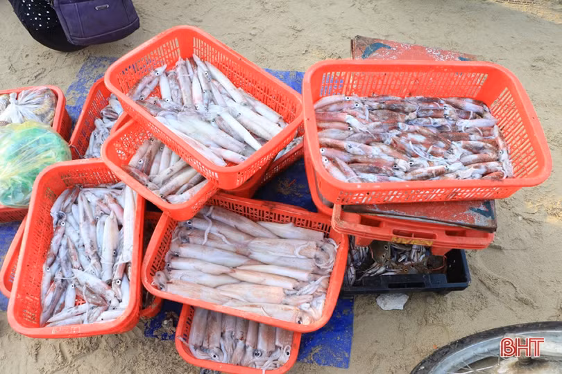 3 năm sau sự cố môi trường biển (bài 3): Ngư dân Hà Tĩnh vươn khơi trên tàu lớn, hải sản về đầy khoang