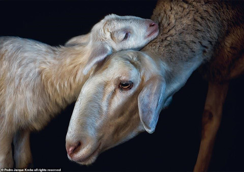 Bộ ảnh động vật tuyệt đẹp như đang tạo dáng trước ống kính