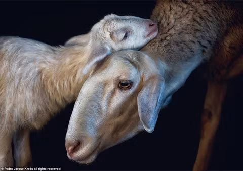 Bộ ảnh động vật tuyệt đẹp như đang tạo dáng trước ống kính