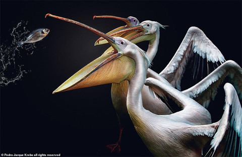 Bộ ảnh động vật tuyệt đẹp như đang tạo dáng trước ống kính