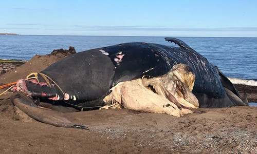 Cá voi cực kỳ nguy cấp chết nhiều bất thường ở vịnh Canada