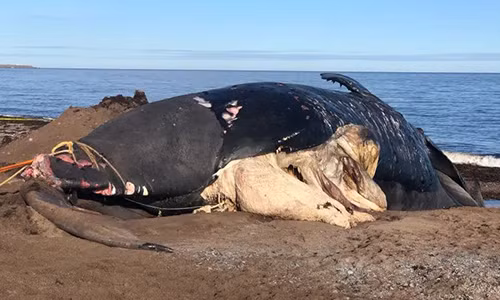 Cá voi cực kỳ nguy cấp chết nhiều bất thường ở vịnh Canada