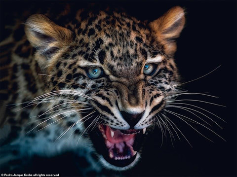 Bộ ảnh động vật tuyệt đẹp như đang tạo dáng trước ống kính