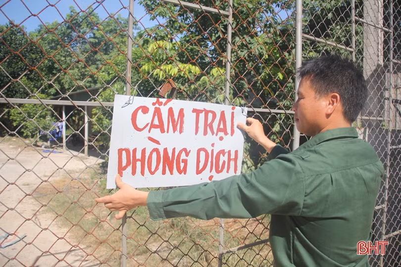 Dịch tả lợn châu Phi hoành hành: (Bài 1) Người nuôi bỗng mất “cơ nghiệp”