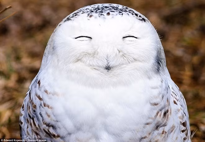 nhung khoanh khac vo cung hai huoc cua cac loai dong vat hoang da