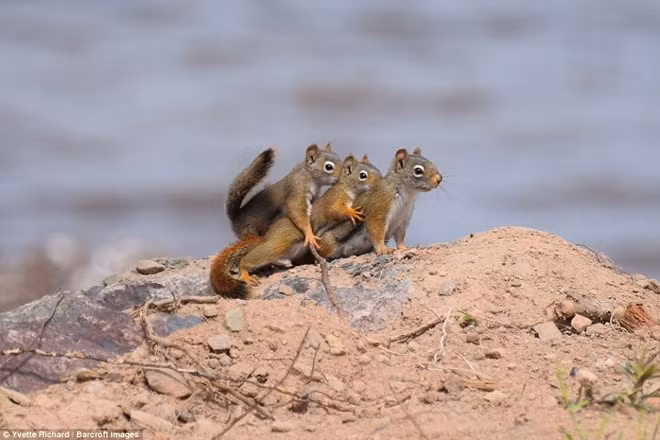 nhung khoanh khac vo cung hai huoc cua cac loai dong vat hoang da