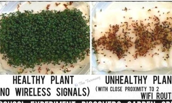 Tắt wifi trước khi đi ngủ nếu không muốn làm hại con bạn ảnh 1