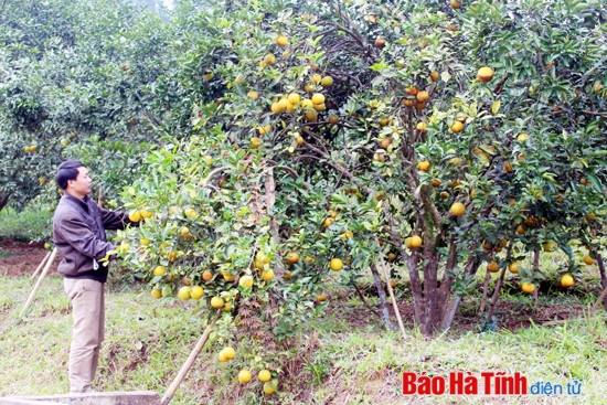 Hương Sơn bứt phá từ hai mũi nhọn kinh tế ảnh 2