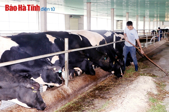 Trang trại bò sữa Đồng Minh Nguyên ở xã Thường Nga, quy mô 150 con, sản lượng sữa gần 1 tấn/ngày, doanh thu trên 350 triệu đồng/tháng.