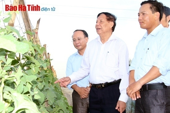 Dự án sản xuất rau, củ, quả trên đất cát hoang hóa theo công nghệ cao tại xã Thạch Văn mang lại hiệu quả cao