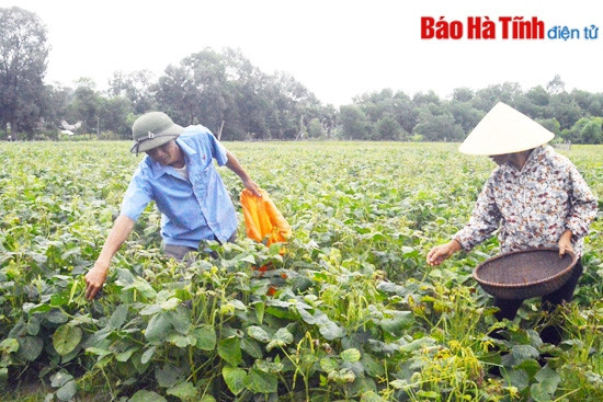 Chuyển đổi diện tích lúa kém hiệu quả: Đừng chỉ nhìn vào cây trồng cạn! ảnh 1 Chuyển đổi diện tích lúa kém hiệu quả: Đừng chỉ nhìn vào cây trồng cạn! ảnh 1