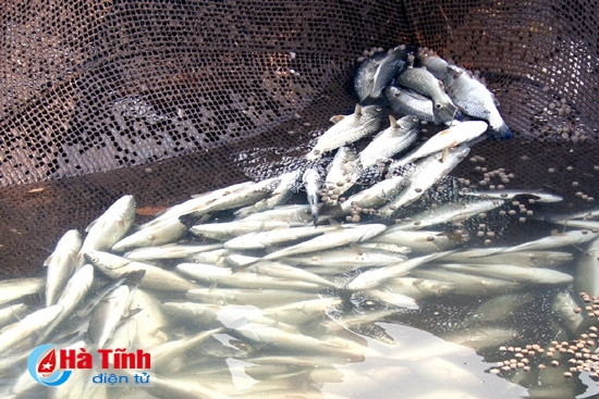 Trước thực trạng cá chết hàng loạt, lãnh đạo TX. Kỳ Anh đã kiến nghị UBND tỉnh chỉ đạo các ngành chức năng tiếp tục cử cán bộ có chuyên môn kịp thời làm rõ nguyên nhân để có hướng khắc phục.