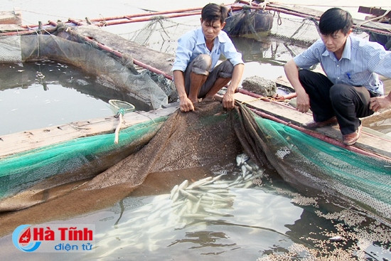 Theo thống kê ban đầu, ước tính thiệt hại của các hộ nuôi tại TX. Kỳ Anh khoảng hơn 1 tỷ đồng