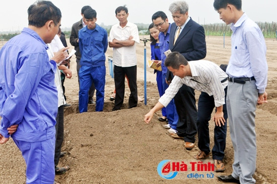 Chuyên gia của Công ty Thong Thai, Công ty Vietfarms hướng dẫn kỹ thuật trồng dưa lê, dứa lưới