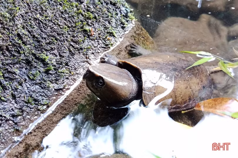 Thả 56 cá thể động vật hoang dã về “Vườn Di sản ASEAN” tại Hà Tĩnh