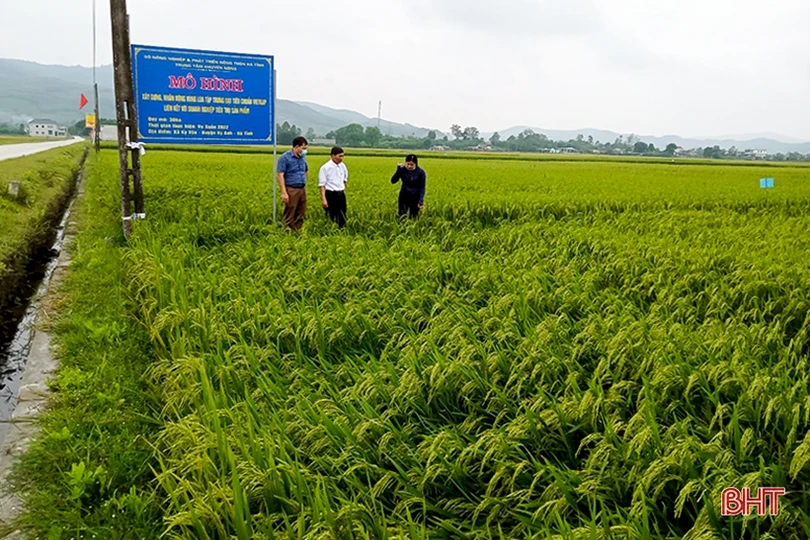 Cánh đồng chuyển đổi ruộng đất khẳng định ưu thế trong sản xuất ở Kỳ Anh