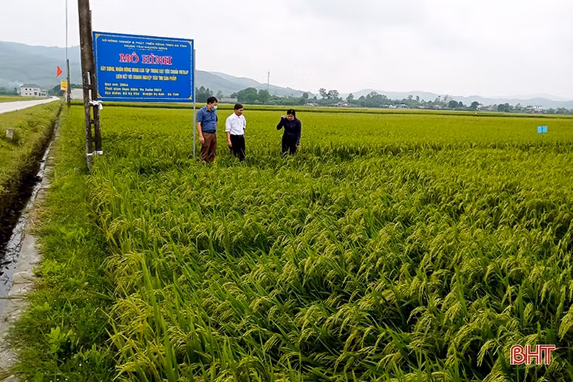 Cánh đồng chuyển đổi ruộng đất khẳng định ưu thế trong sản xuất ở Kỳ Anh