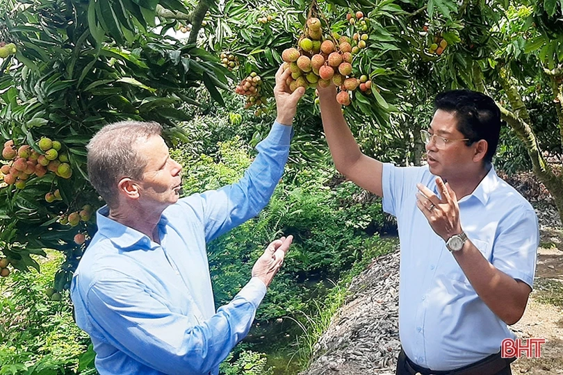 Đưa thương hiệu vải thiều Hải Dương vươn xa