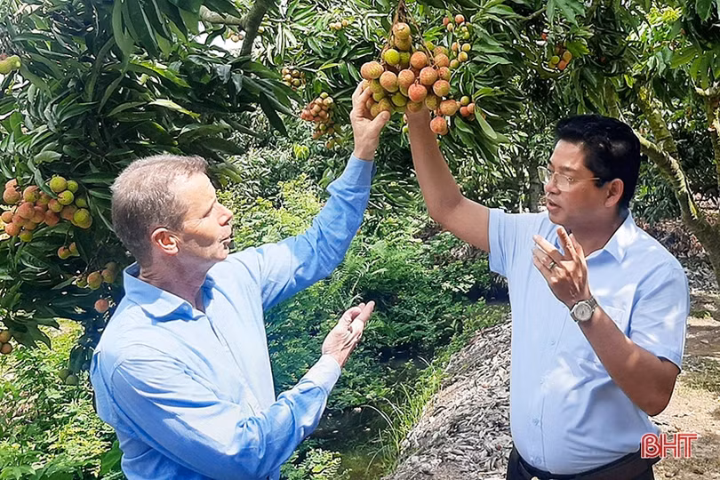 Đưa thương hiệu vải thiều Hải Dương vươn xa